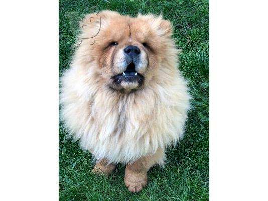 PoulaTo: Όμορφη αγόρι chow chow